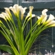 Perle - 1